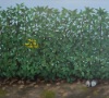 Artwork named Attersee